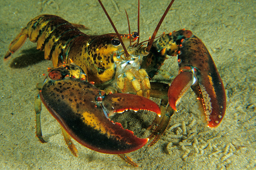 lobster